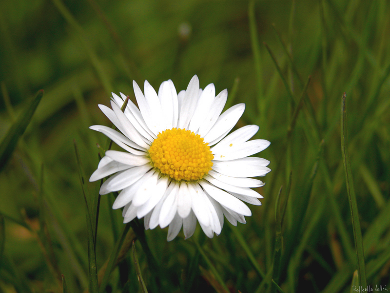  Image name: margherita2.jpg 
 width: 800 pixel 
 height: 600 pixel 
 Size: 337569 bytes 
 Click to enlarge 